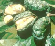 Poudre de Plante médicinale de Kolatier (noix), Cola acuminata