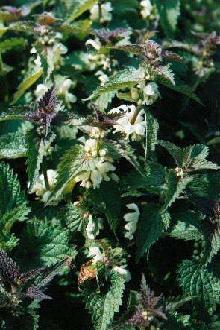 Poudre de Plante médicinale d'Ortie blanche (fleur), Urtica dioica