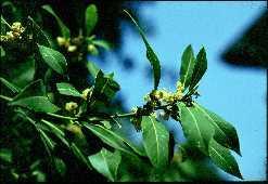 Plante médicinale de Laurier (plante), Laurus nobilis BIO