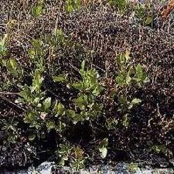 HUILE ESSENTIELLE de lichen (permelia népalaises)