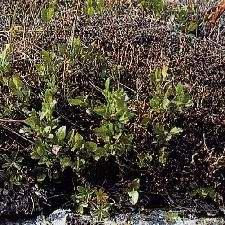 Plante médicinale de Lichen d'Islande (thalle), Cetraria islandica