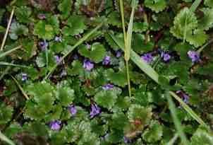 Poudre de Plante médicinale de Lierre terrestre (feuille), Glechoma hederacea