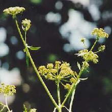Plante médicinale de Livêche (racine), Levisticum officinale