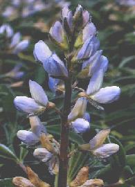 Poudre de Plante médicinale de Lupin (semence), Lupinus albus