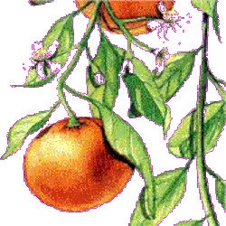 HUILE ESSENTIELLE de Mandarine rouge BIO