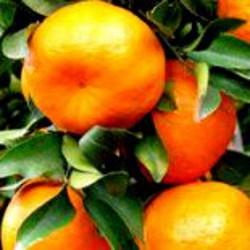 HUILE ESSENTIELLE de Mandarine jaune (Citrus reticulata)