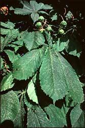 Plante médicinale de Marronier d'inde (fruit), Aesculus hippocastanum