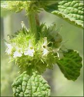 Poudre de Plante médicinale Marrube blanc (plante), Marrubium vulgare