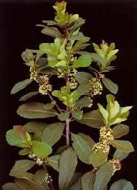 Poudre de Plante médicinale Maté vert (feuille), Ilex paraguariensis