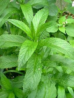 Plante médicinale de Menthe pouliot (feuille), Mentha pulegium BIO