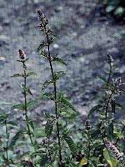 Plante médicinale de Menthe poivrée (feuille), Menthe piperata BIO