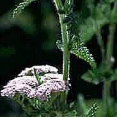 PLANTE MÉDICINALE d'Achillée millefeuille (PA), Achillea millefolium