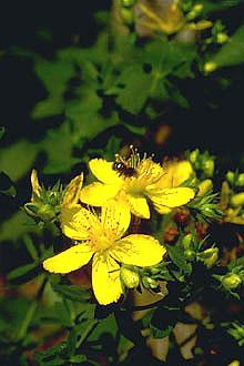 Poudre de Plante médicinale Millepertuis (plante), Hypericum perforatum