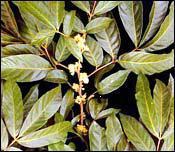 Plante médicinale de Muira puama (bois), Ptychopetalum olacoïdes
