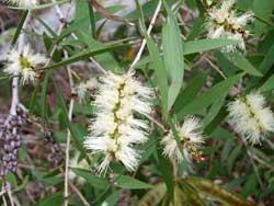 HUILE ESSENTIELLE de Niaouli (Melaleuca viridiflora)