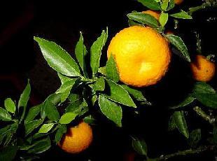 HUILE ESSENTIELLE d'Orange douce (Citrus aurantium)