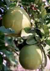 HUILE ESSENTIELLE de Pamplemousse (Citrus grandis)