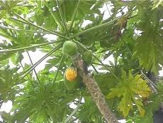 GÉLULES de  Papayer feuille (255 mg), Carica papaya