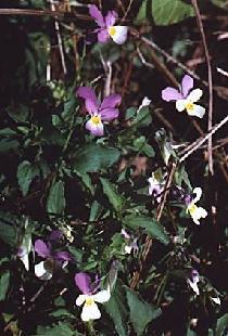 Plante médicinale de Pensée sauvage (plante), Viola tricolor BIO