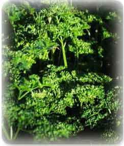 Poudre de Plante médicinale de Persil (plante), Petroselinum hortense