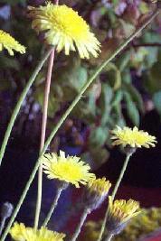 Plante médicinale de Piloselle (plante), Hieracium pilosella