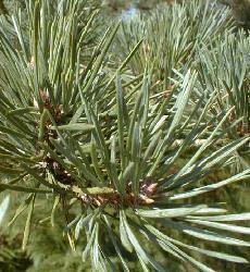Poudre de Plante médicinale de Pin sylvestre (aiguille), Pinus sylvestris