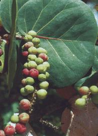 GÉLULES  de Marc de raisin (250 mg), Coccoloba uvifera