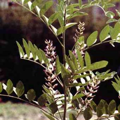 Plante médicinale de Réglisse coupée (nature), Glycyrrhiza glabra