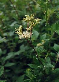 Poudre de Plante médicinale de Reine des prés (plante), Spiraea ulmaria