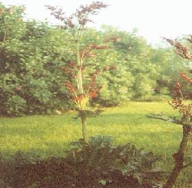 Plante médicinale de Rhubarbe de chine (racine), Rheum palmatum