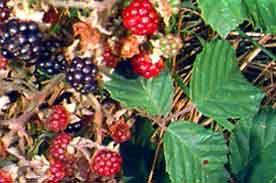 Plante médicinale de Ronce (feuille), Rubus fructicosus