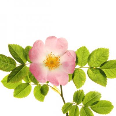 Gélules de Rose, Rosa gallica