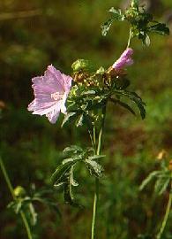 Poudre de Plante médicinale de Rose trémière (fleur), Alcea rosa