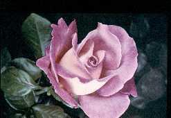 HUILE ESSENTIELLE de Rose (Rosa gallica)