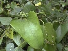 Poudre de Plante médicinale de Salsepareille rouge (racine), Smilax aspera