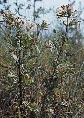 Plante médicinale de Saponaire (plante), Saponaria officinalis BIO