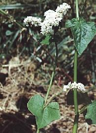 Plante médicinale de Sarrasin (plante), Fagopyrum esculentum