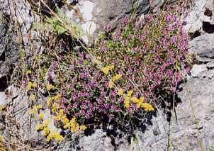 Plante médicinale de Serpolet (plante), Thymus serpyllum