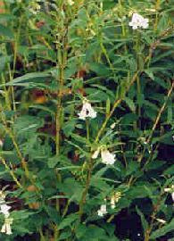 Poudre de Plante médicinale de Sésame blanc (semence), Sesamum indicum