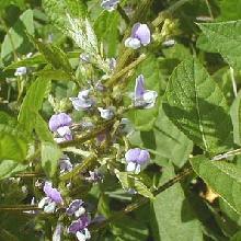 Plante médicinale de Soja (semence), Glycine soja