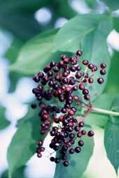 Poudre de Plante médicinale de Sureau (fruit), Sambucus nigra