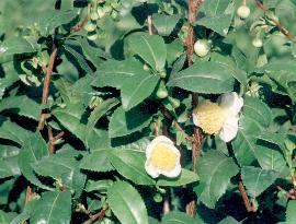 Plante médicinale de Thé vert (feuille), Camellia sinensis