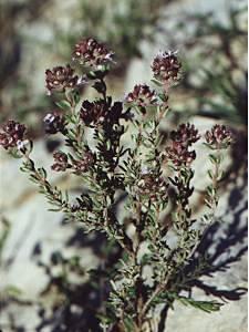 Plante médicinale de Thym (feuille), Thymus vulgaris
