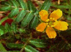 Poudre de Plante médicinale de Tribulus (plante), Tribulus terrestris