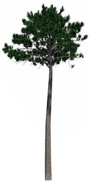 HUILE ESSENTIELLE de Térébenthine (Pinus pinaster)
