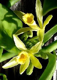HUILE ESSENTIELLE de Vanille (Vanilla planifolia)