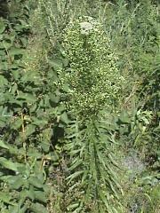 Plante médicinale de Vergerette du canada (plante), Erigeron canadensis