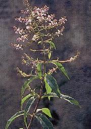 Plante médicinale de Verveine (feuille), Lippia citriodora BIO