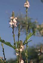 Poudre de Plante médicinale de Verveine officinale (plante), Verbena officinalis