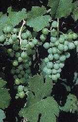Plante médicinale de Vigne rouge (fruit marc), Vitis vinifera